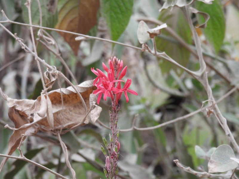 Odontonema glaberrimum photo 8