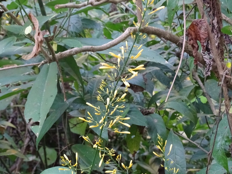 Odontonema glabrum photo 2