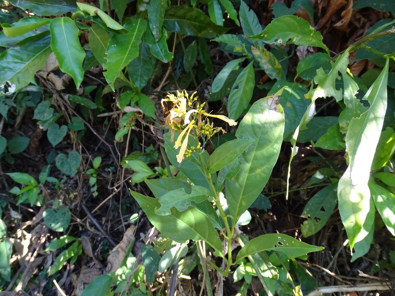 Odontonema glabrum photo 3