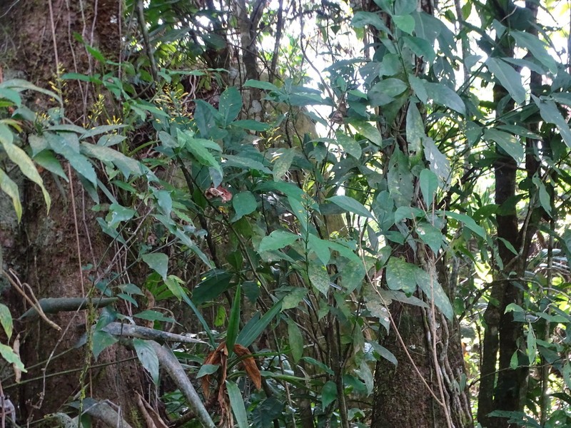 Odontonema glabrum photo 4