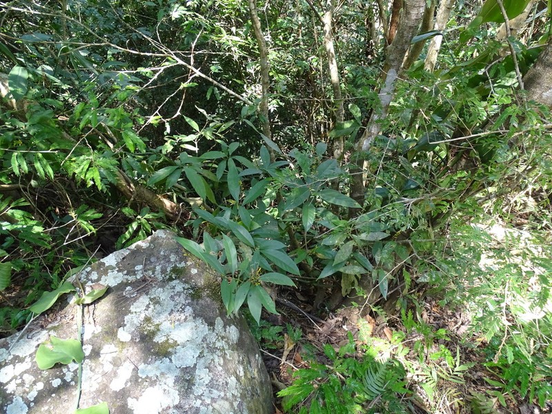 Odontonema glabrum photo 5