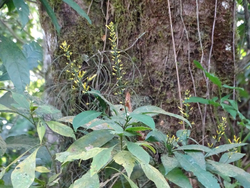 Odontonema glabrum photo 6