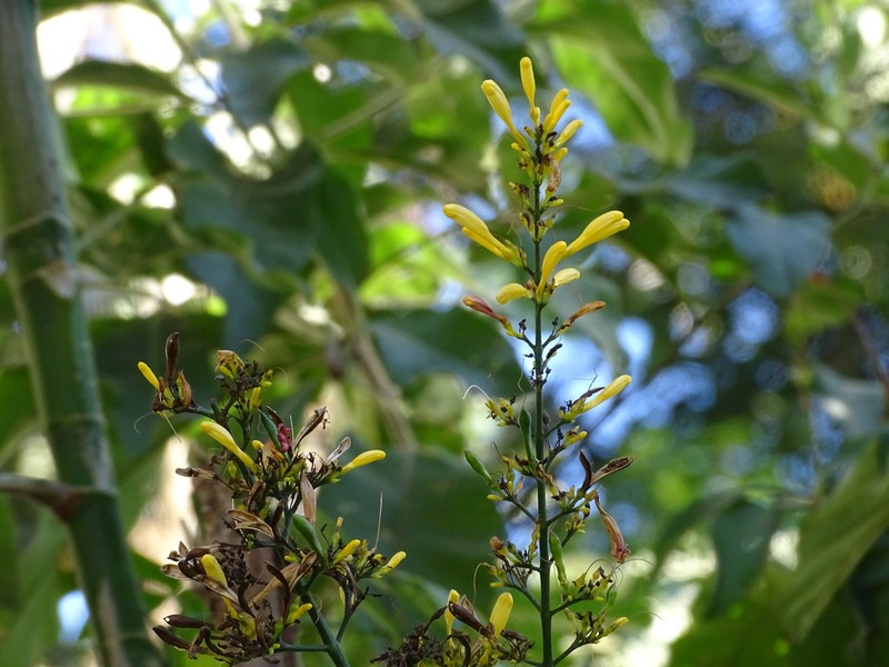 Odontonema glabrum photo 7