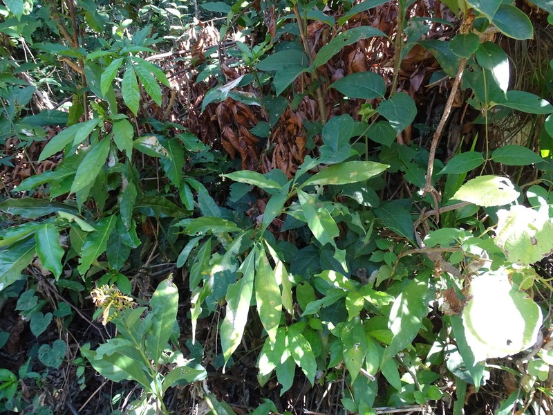 Odontonema glabrum photo 8
