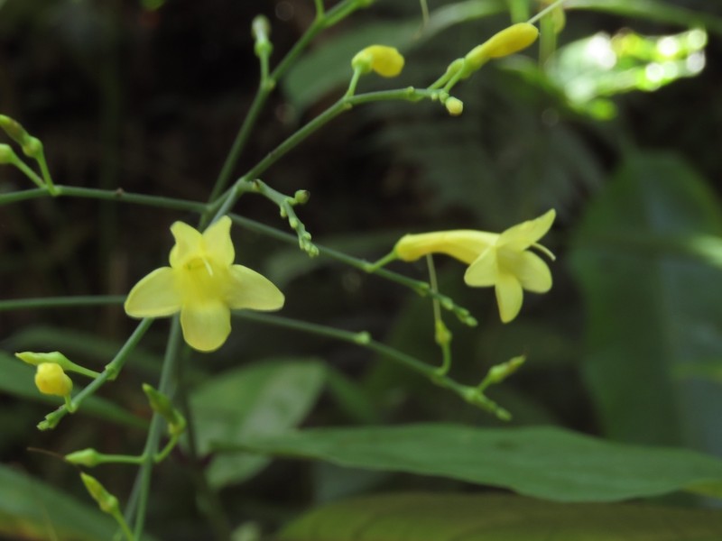 Odontonema hondurense