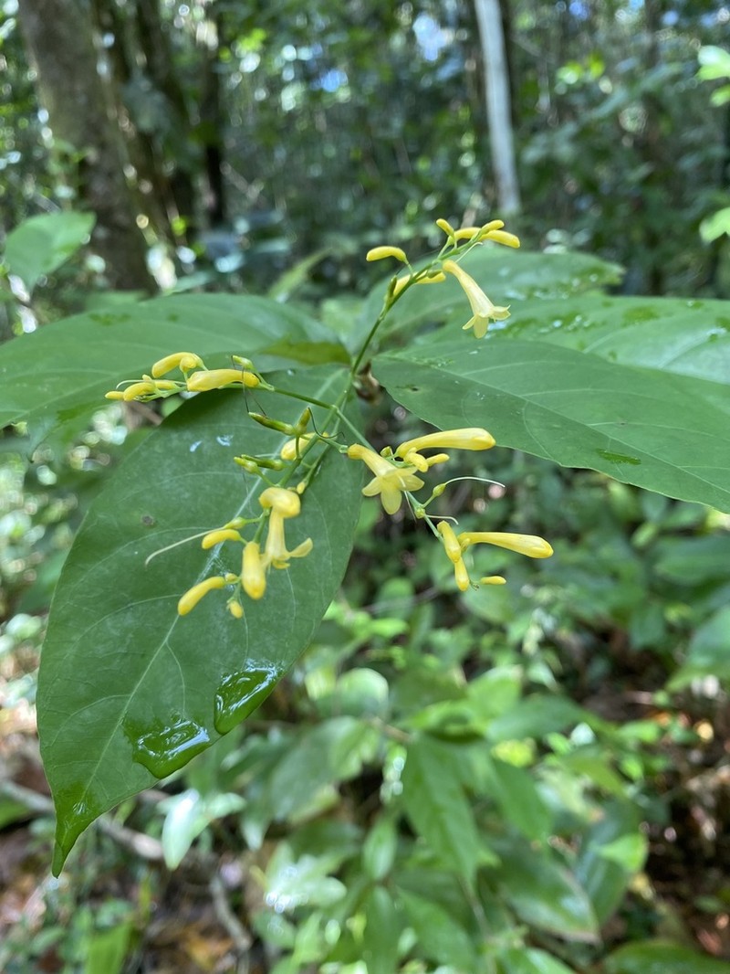 Odontonema hondurense photo 2