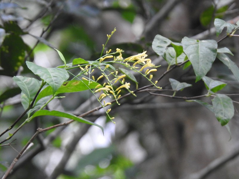 Odontonema hondurense photo 3