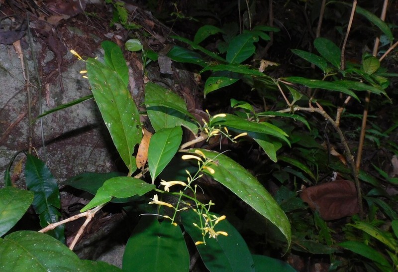 Odontonema hondurense photo 5