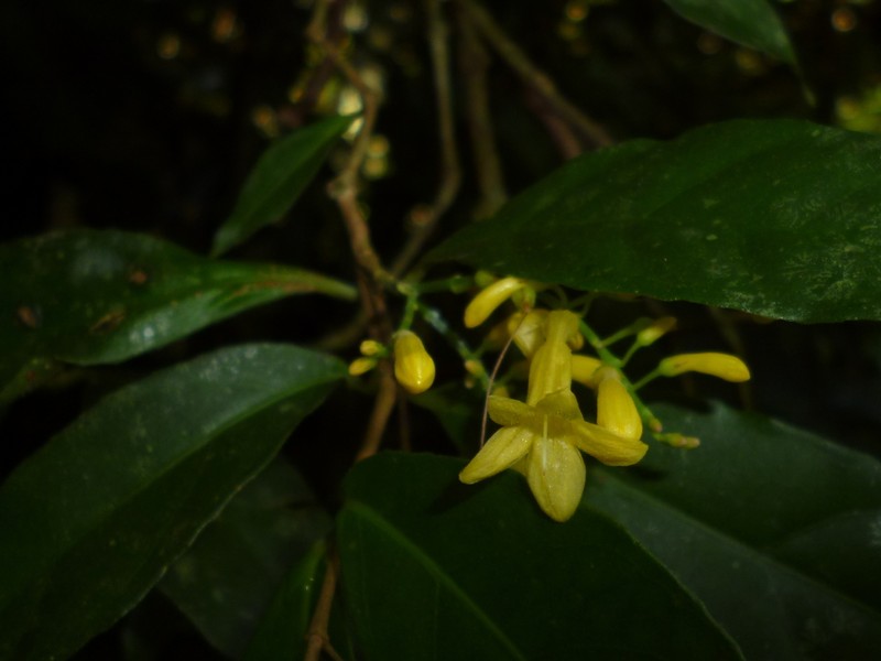 Odontonema hondurense photo 6