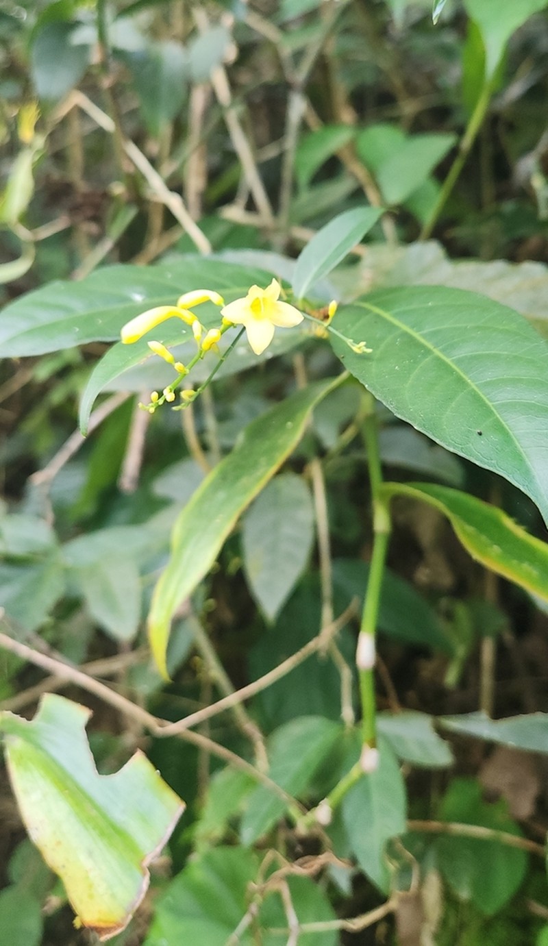 Odontonema hondurense photo 8