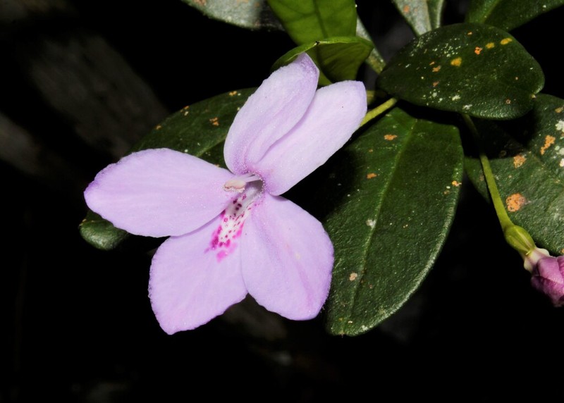 Odontonema lindavii