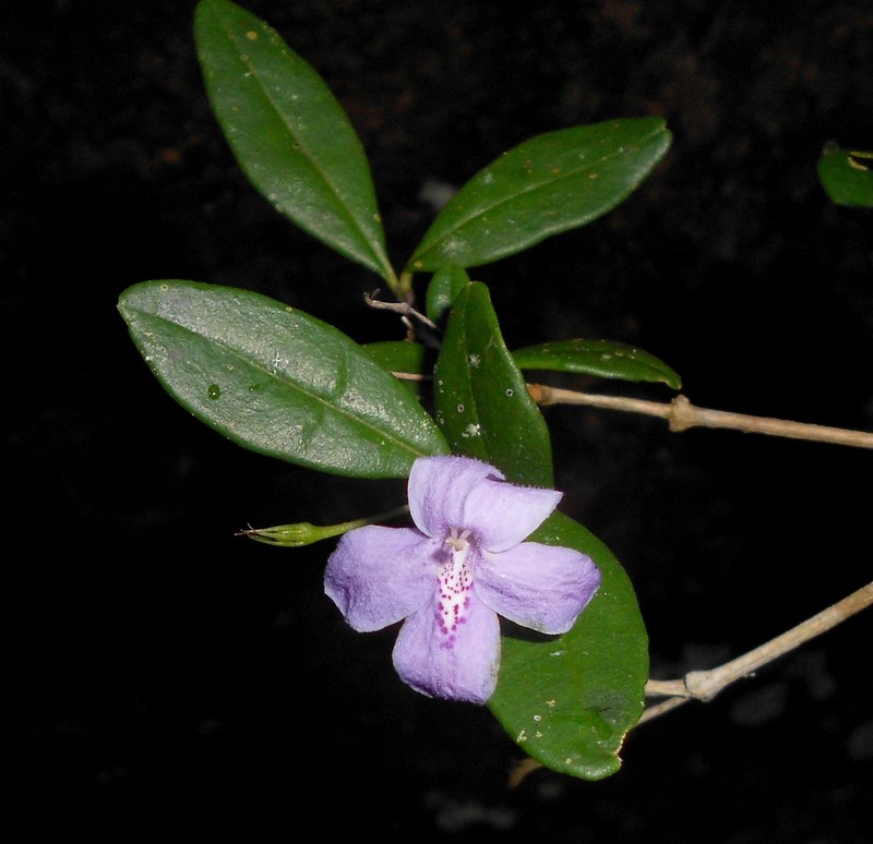 Odontonema lindavii photo 2