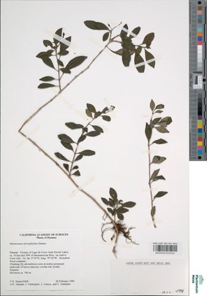 Odontonema microphyllus