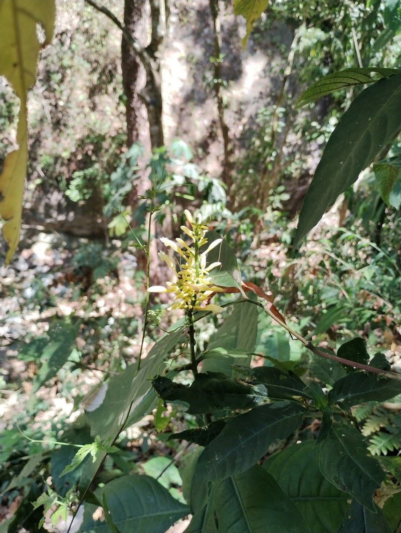 Odontonema mortonii