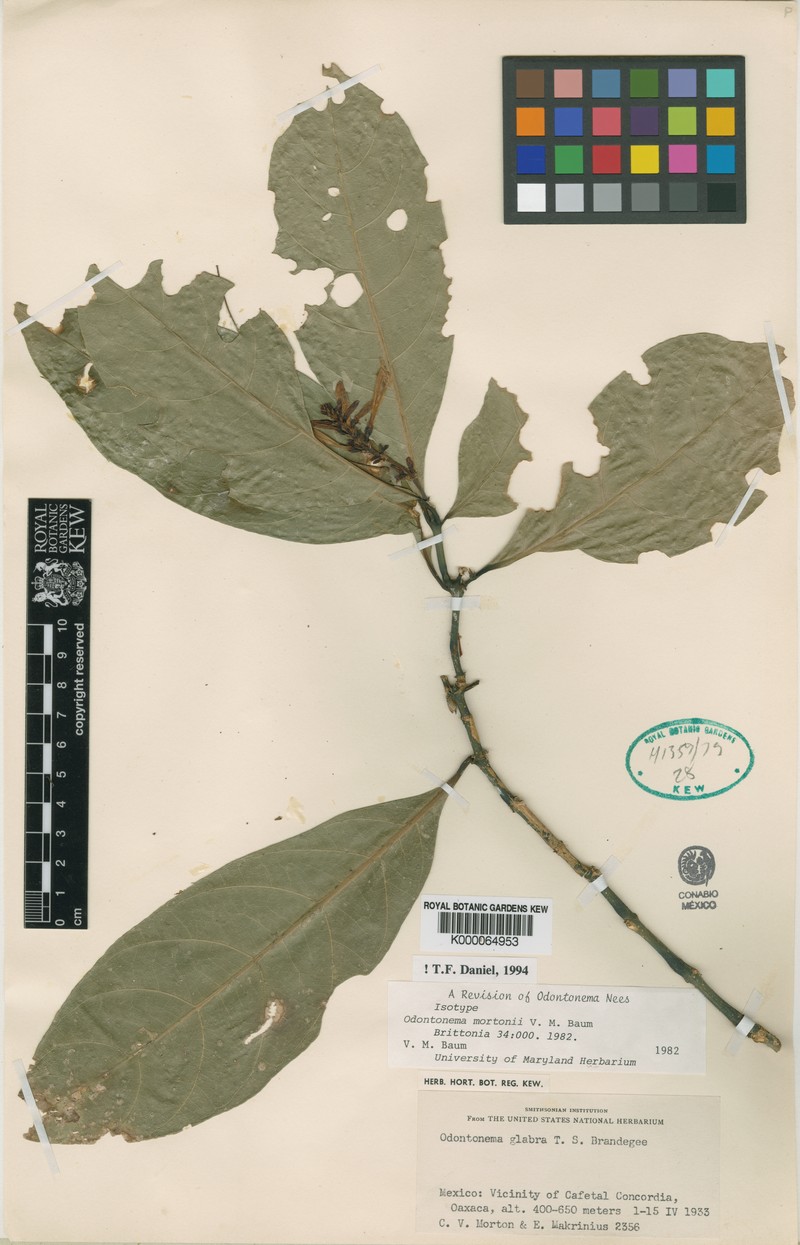 Odontonema mortonii photo 3