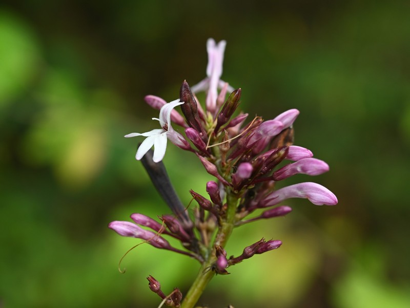 Shrubby Toothedthread photo 4