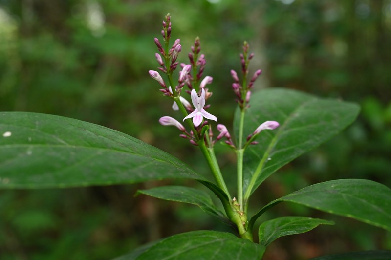 Shrubby Toothedthread photo 5