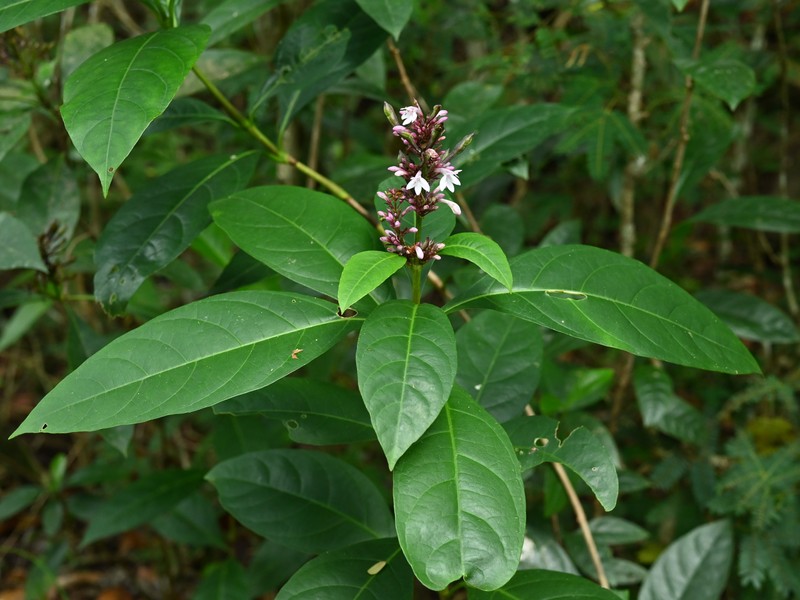 Shrubby Toothedthread photo 6