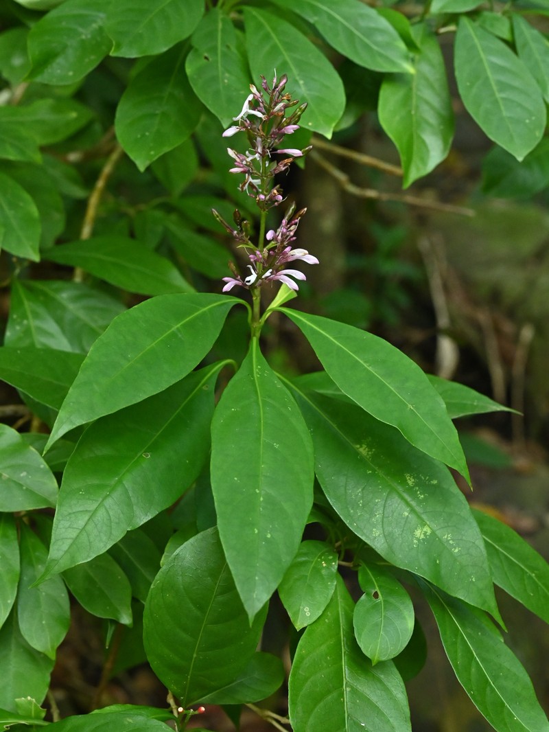 Shrubby Toothedthread photo 7