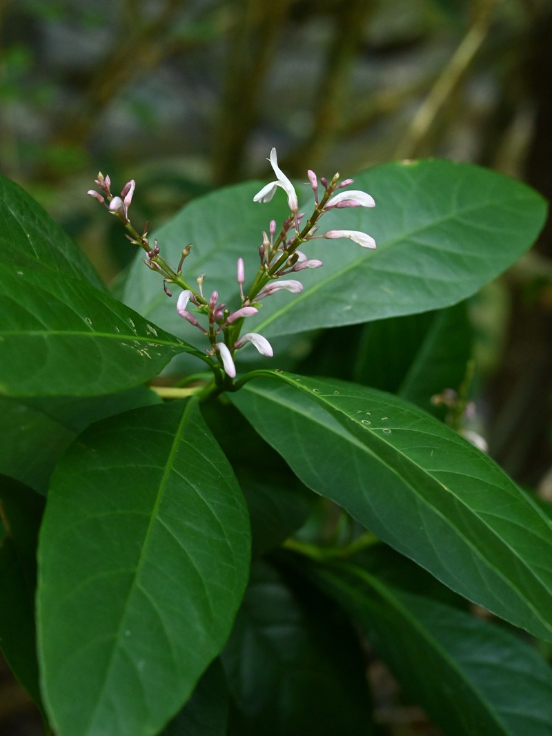 Shrubby Toothedthread