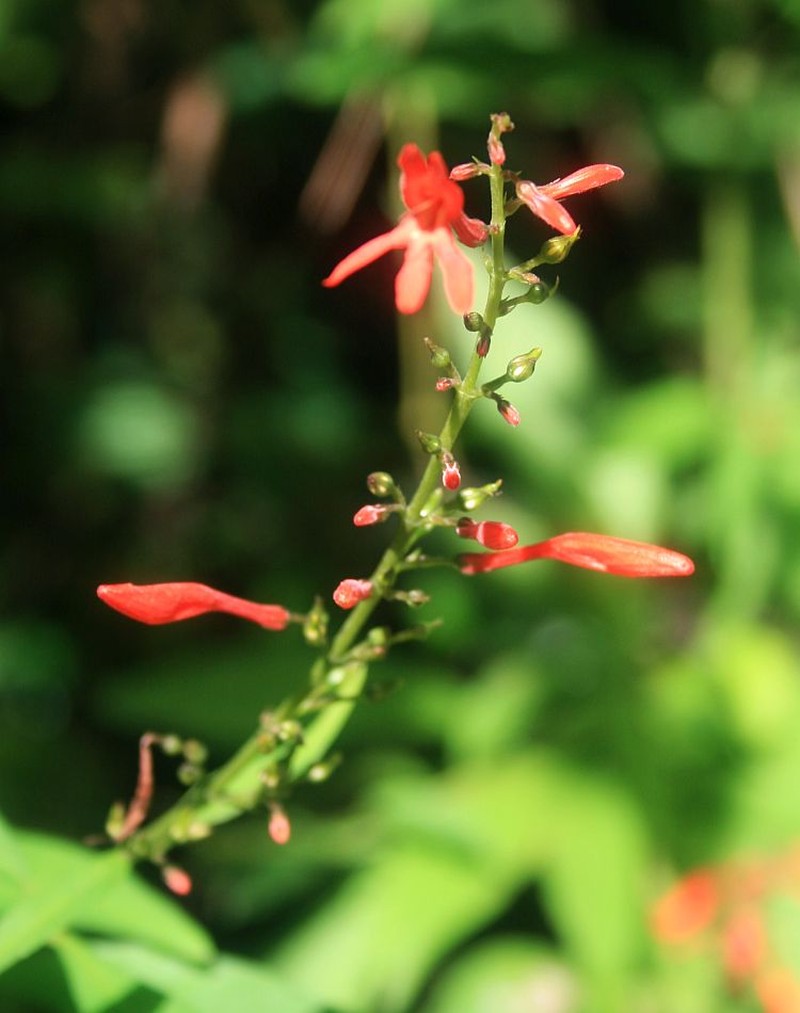 Odontonema rubrum