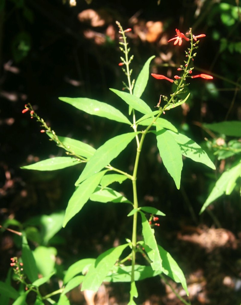 Odontonema rubrum photo 2