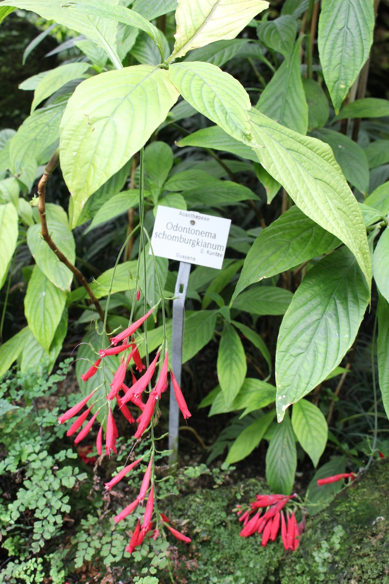 Odontonema schomburgkianum