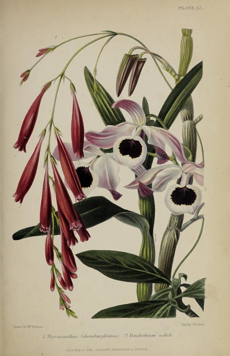 Odontonema schomburgkianum photo 2