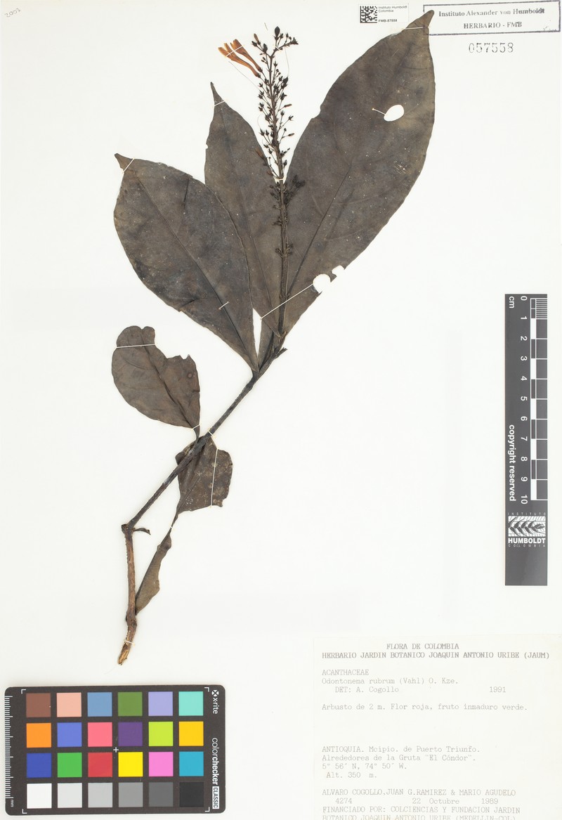 Odontonema sessile