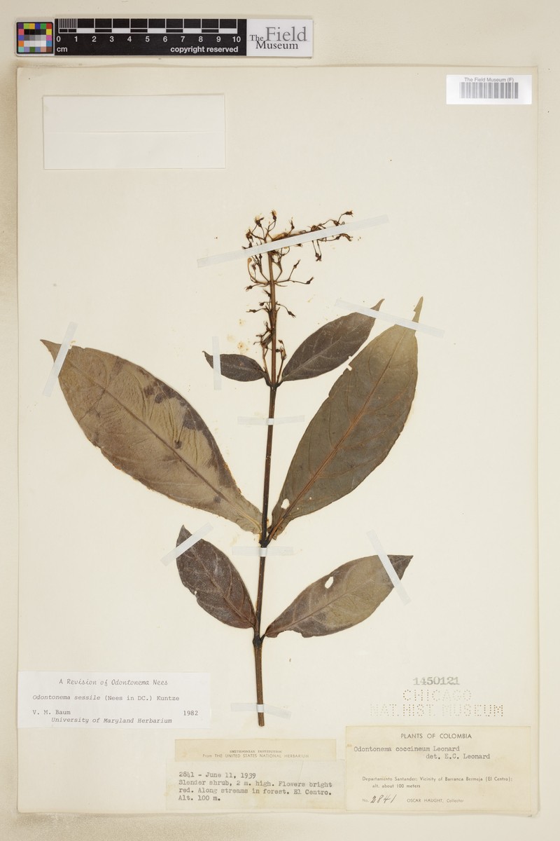 Odontonema sessile photo 2