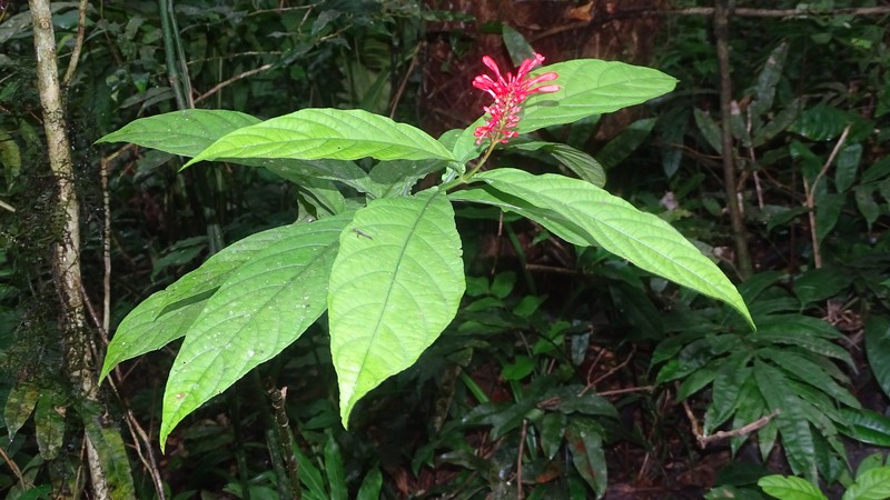 Odontonema tubaeforme