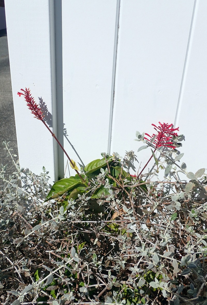 Odontonema tubaeforme photo 5