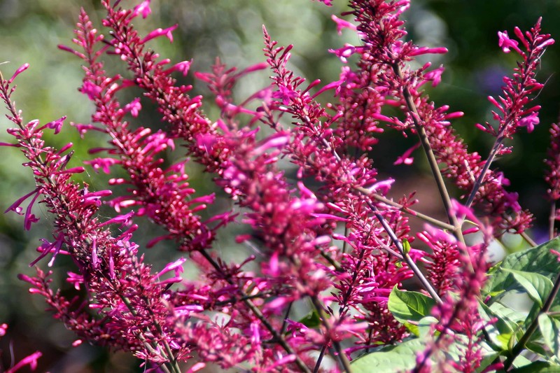 Firespike photo 2