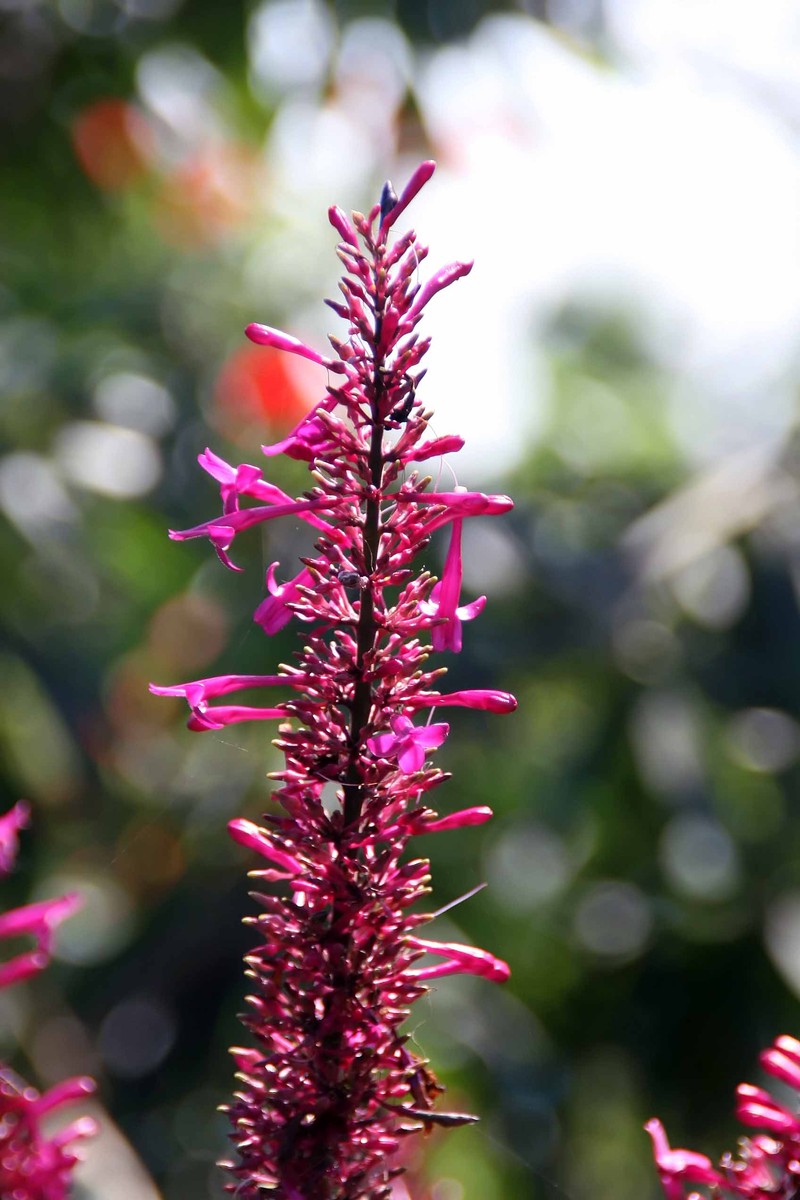 Firespike photo 3
