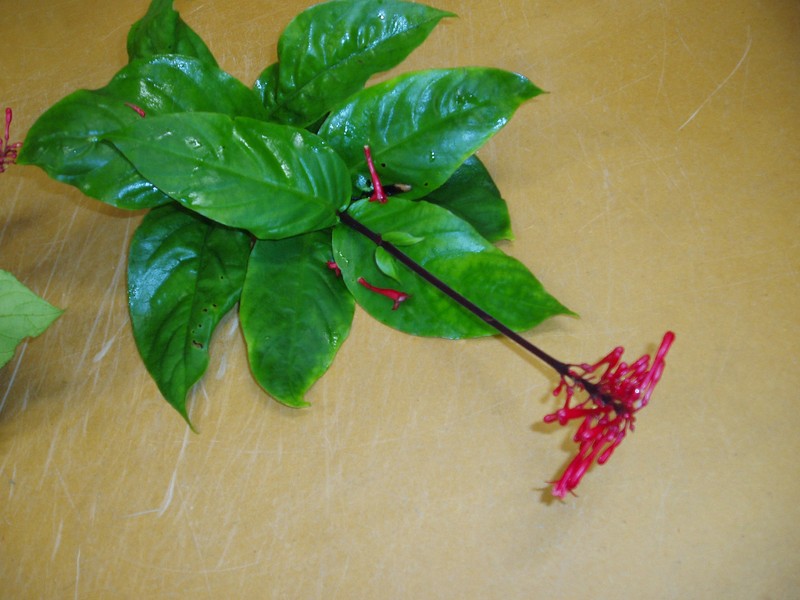 Firespike photo 5