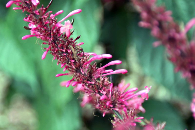 Firespike photo 7