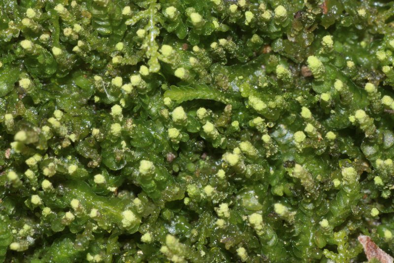 Odontoschisma denudatum