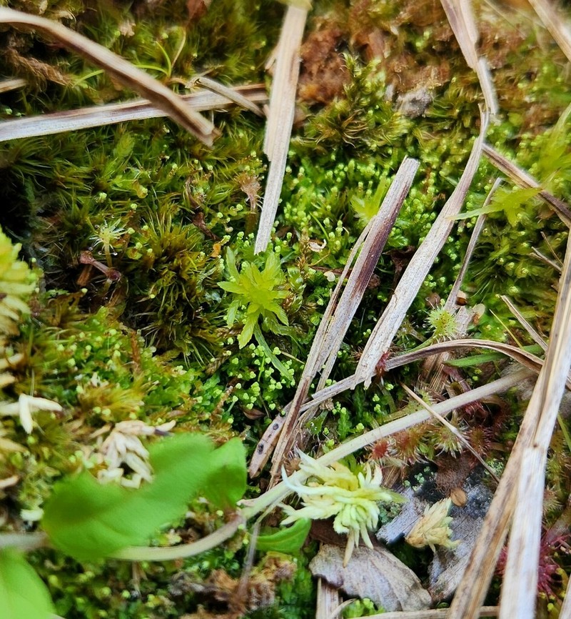 Odontoschisma denudatum