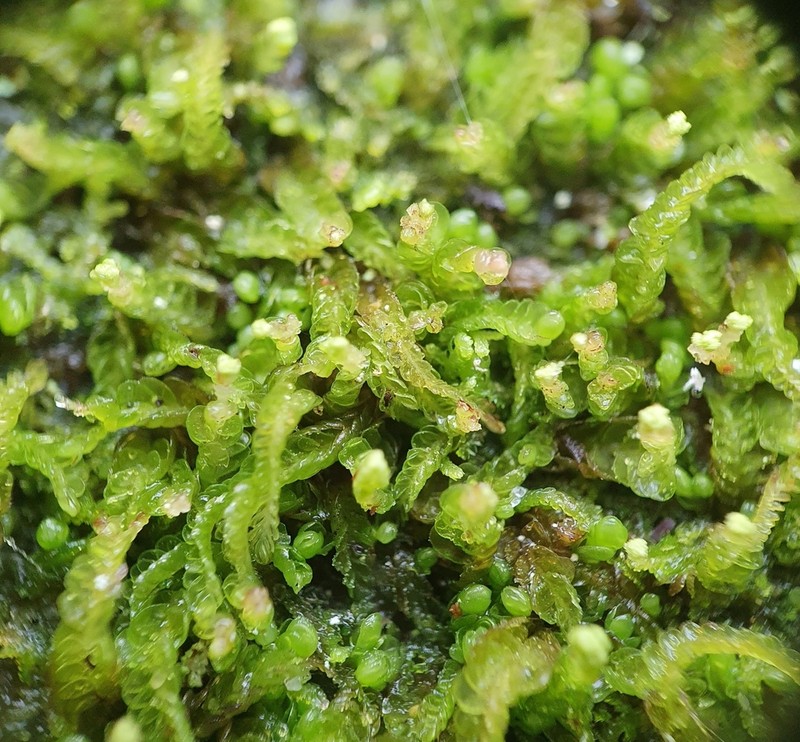 Odontoschisma denudatum photo 2