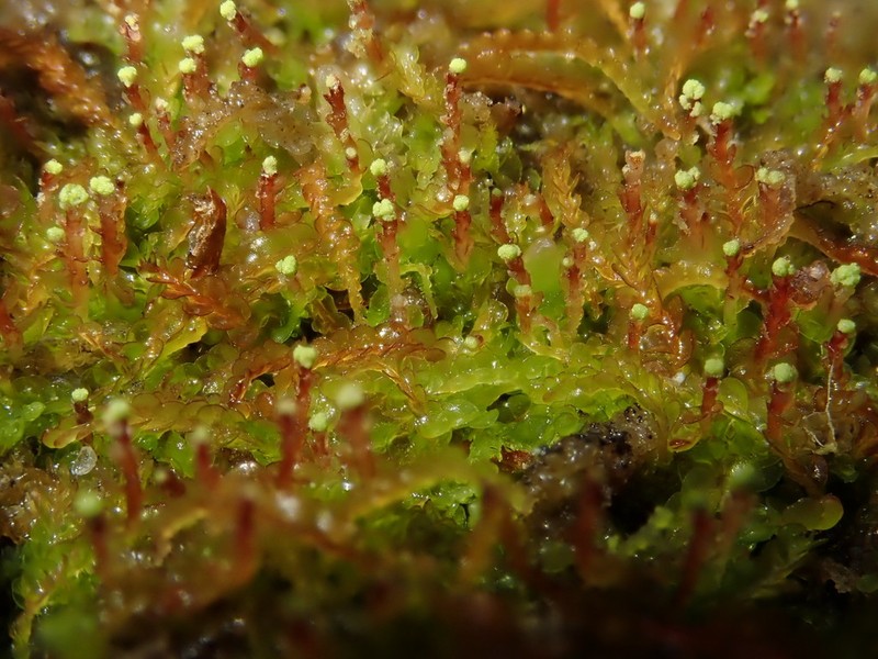 Odontoschisma denudatum photo 3