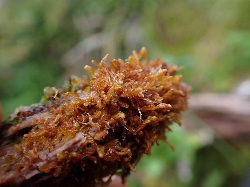 Odontoschisma denudatum photo 4