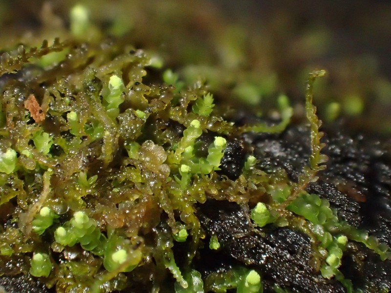 Odontoschisma denudatum photo 5