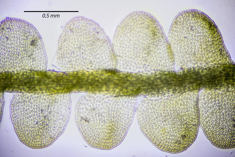 Odontoschisma denudatum photo 6