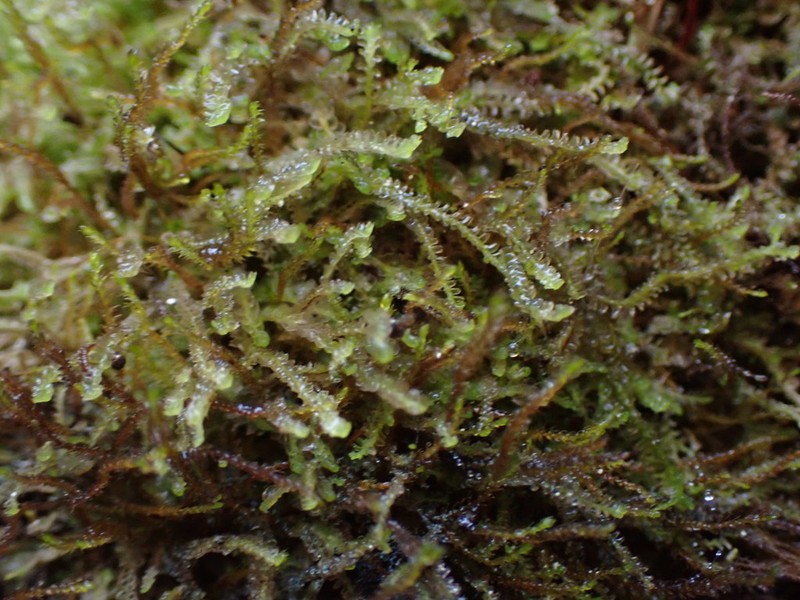 Odontoschisma denudatum photo 7
