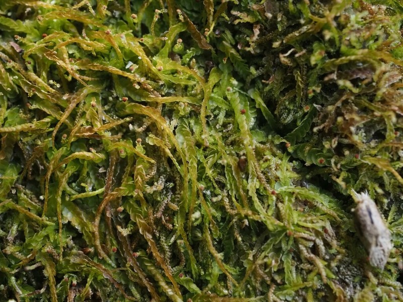 Odontoschisma denudatum photo 8