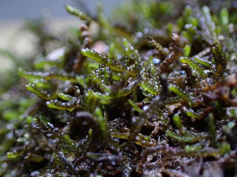 Odontoschisma elongatum