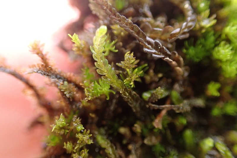 Odontoschisma elongatum photo 2