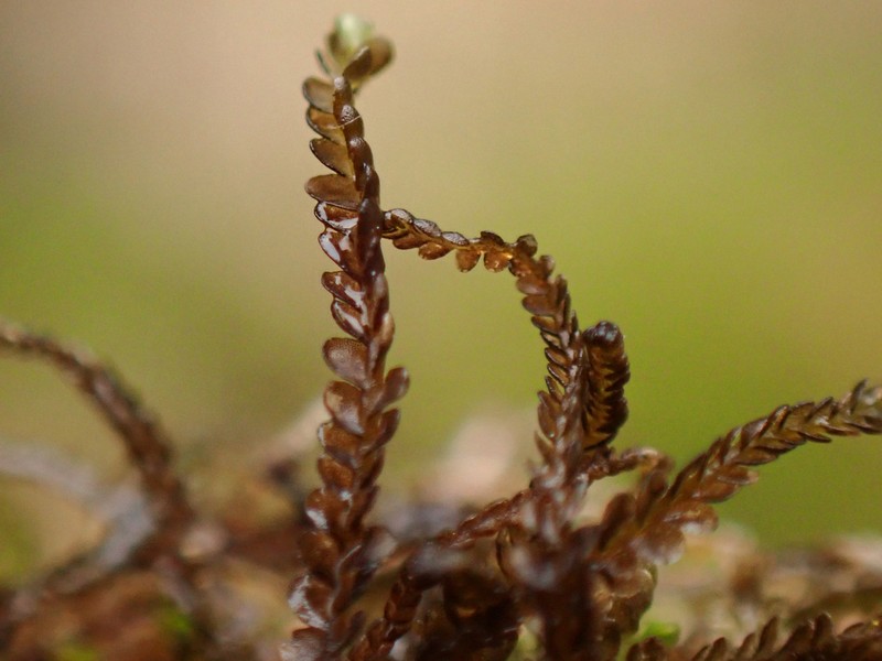 Odontoschisma elongatum photo 3