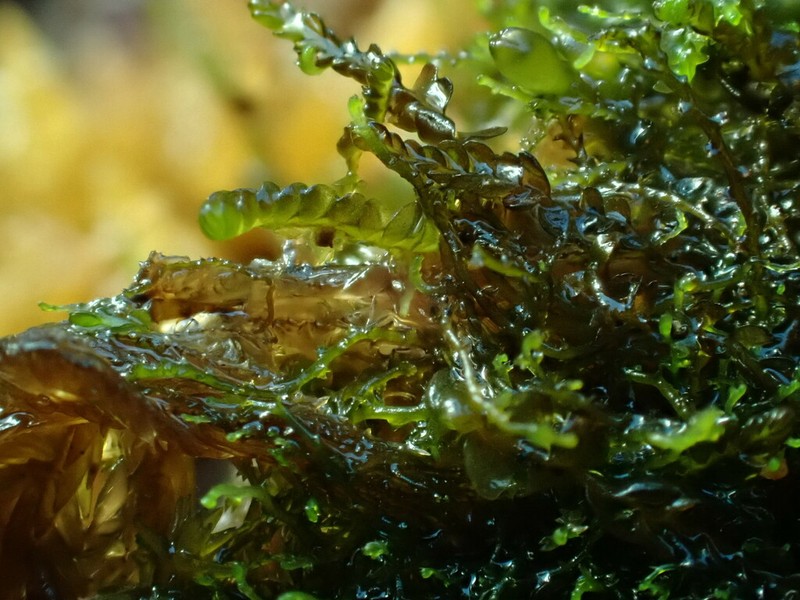 Odontoschisma elongatum photo 4