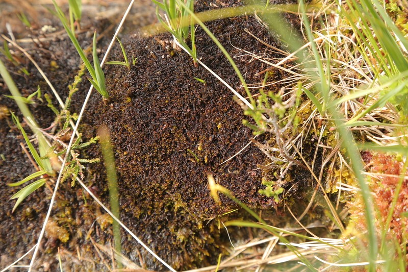 Odontoschisma elongatum photo 5